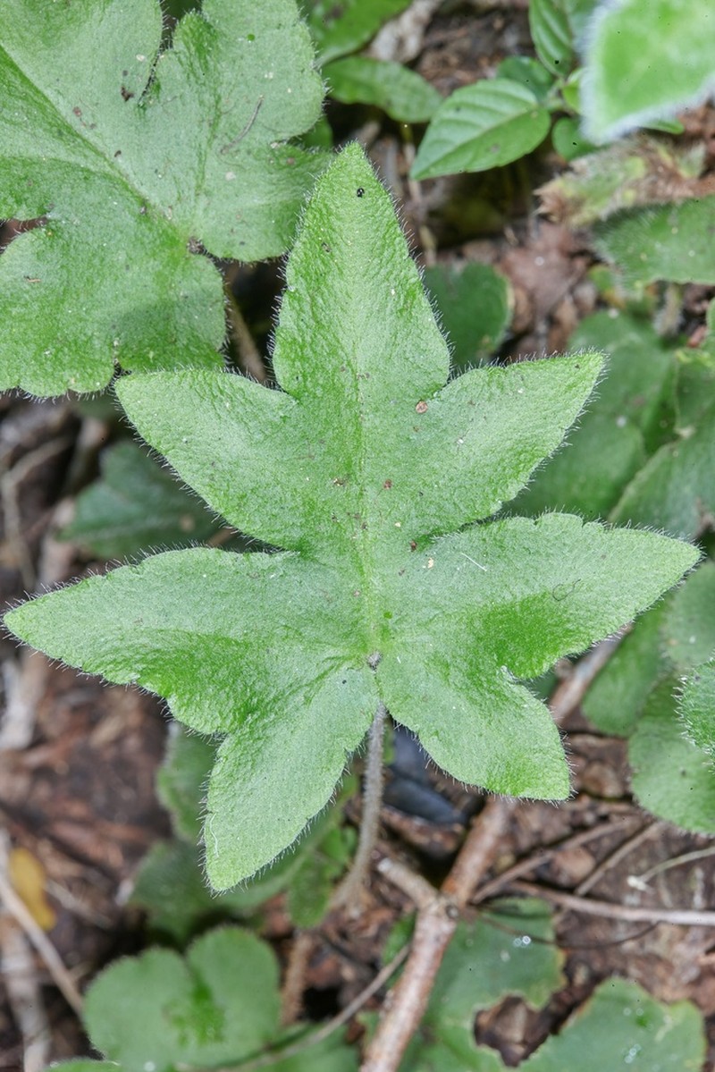 Hemionitis pinnatifida