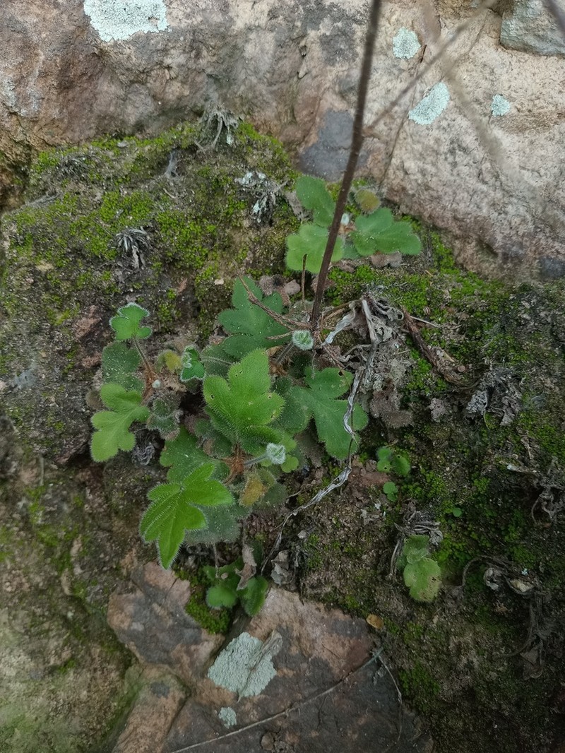 Hemionitis pinnatifida photo 2