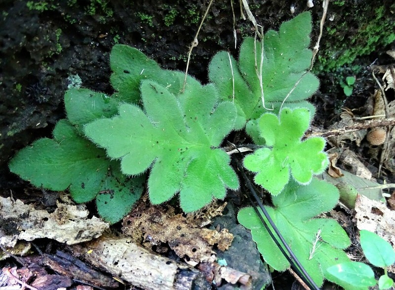 Hemionitis pinnatifida photo 3