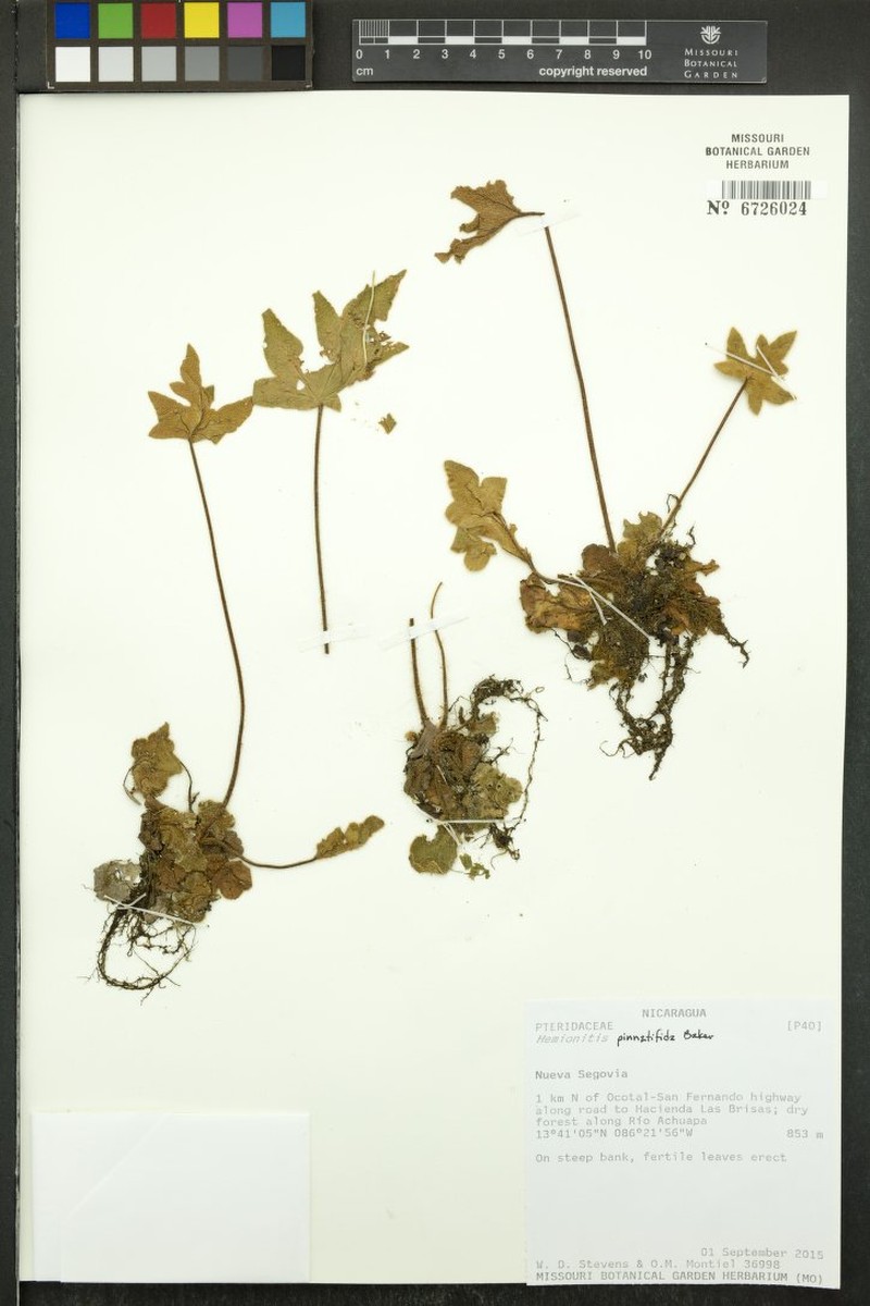 Hemionitis pinnatifida photo 5