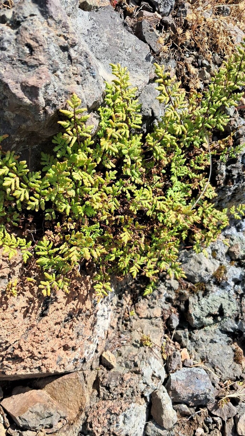 Hemionitis pteridioides photo 2