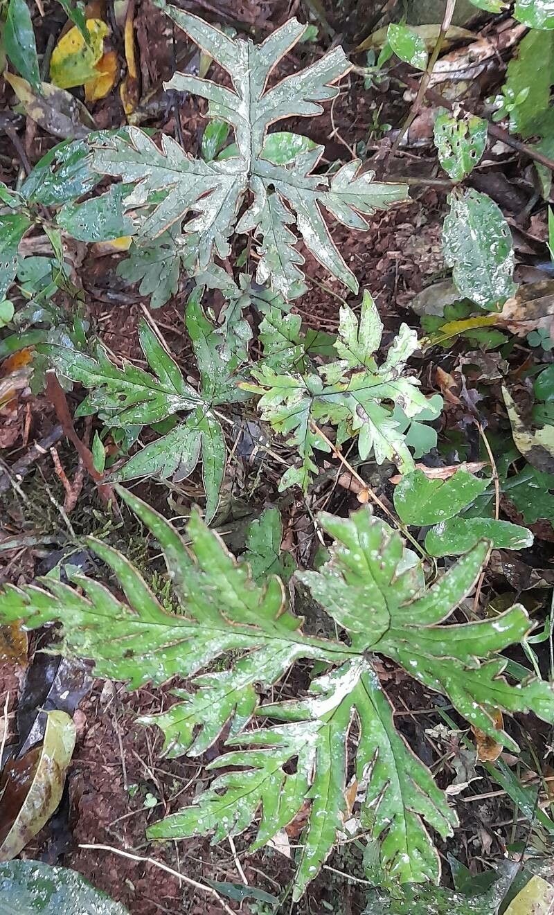 Hemionitis querquobadii
