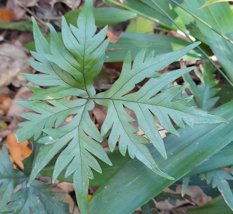 Hemionitis querquobadii photo 2