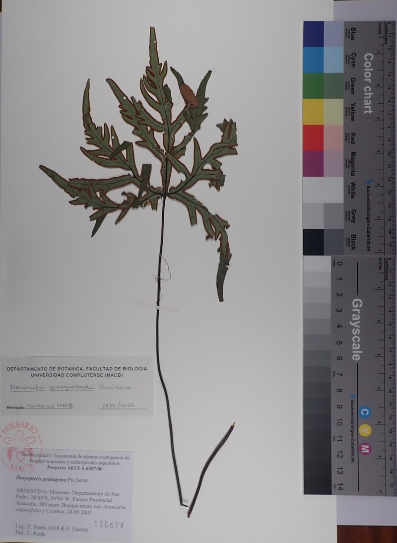Hemionitis querquobadii photo 3