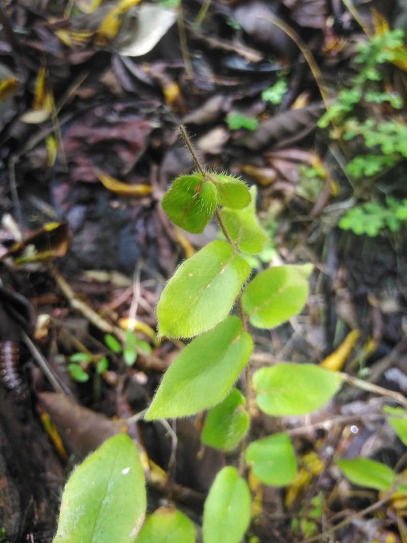 Hemionitis rufa photo 2