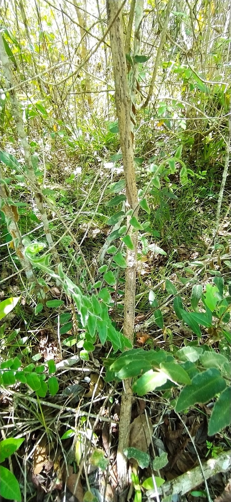 Hemionitis rufa photo 3