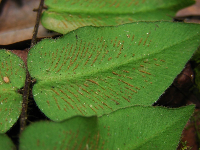 Hemionitis rufa photo 4