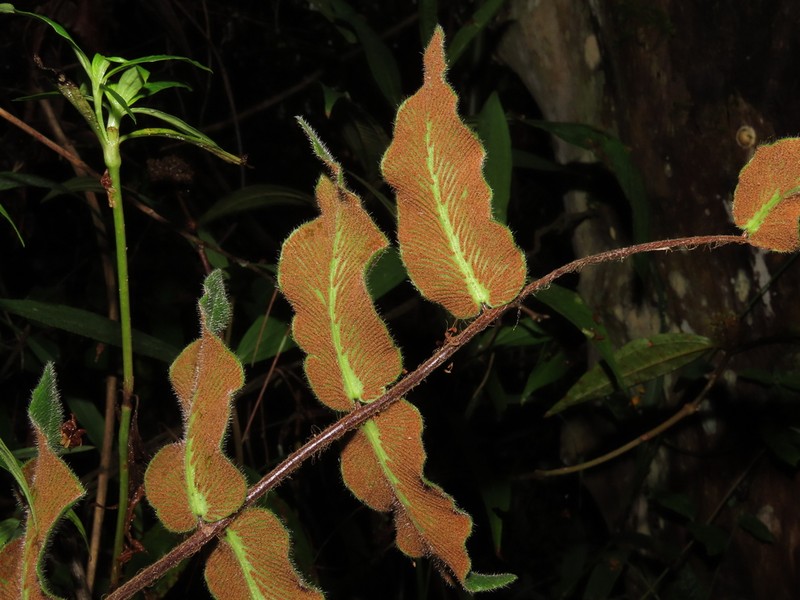 Hemionitis rufa photo 5