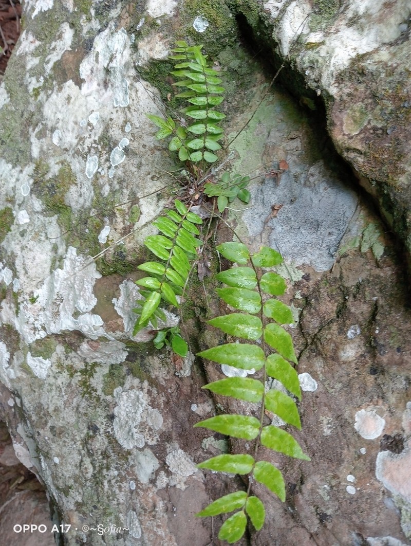 Hemionitis rufa photo 6