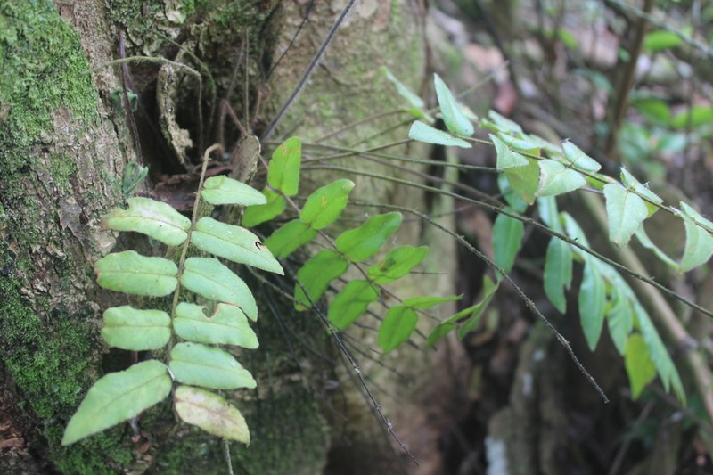 Hemionitis rufa photo 7