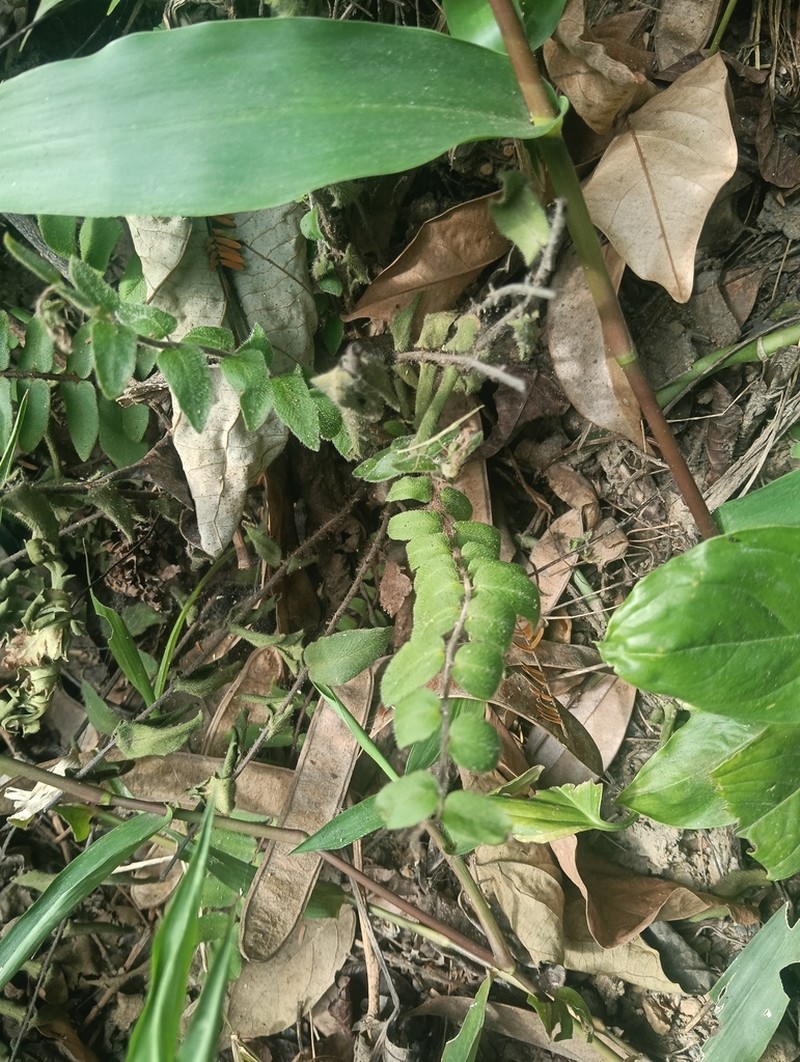 Hemionitis rufa photo 8