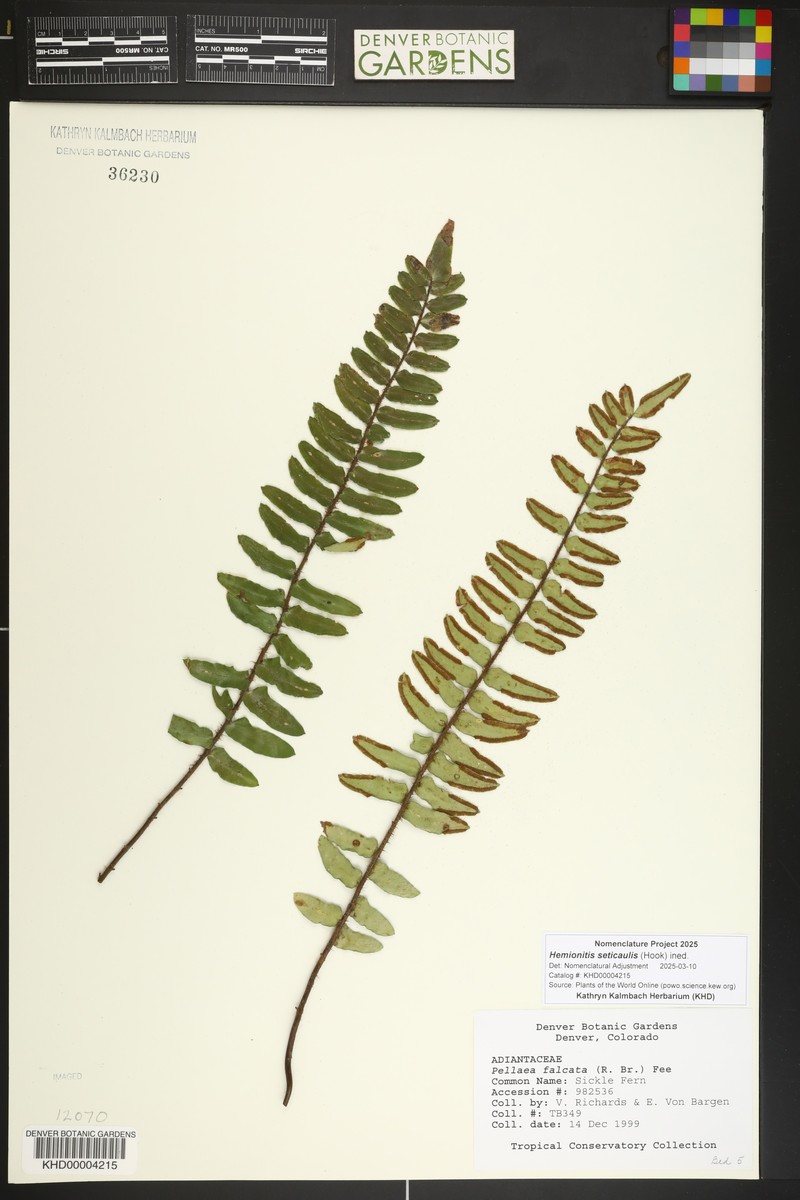 Hemionitis seticaulis