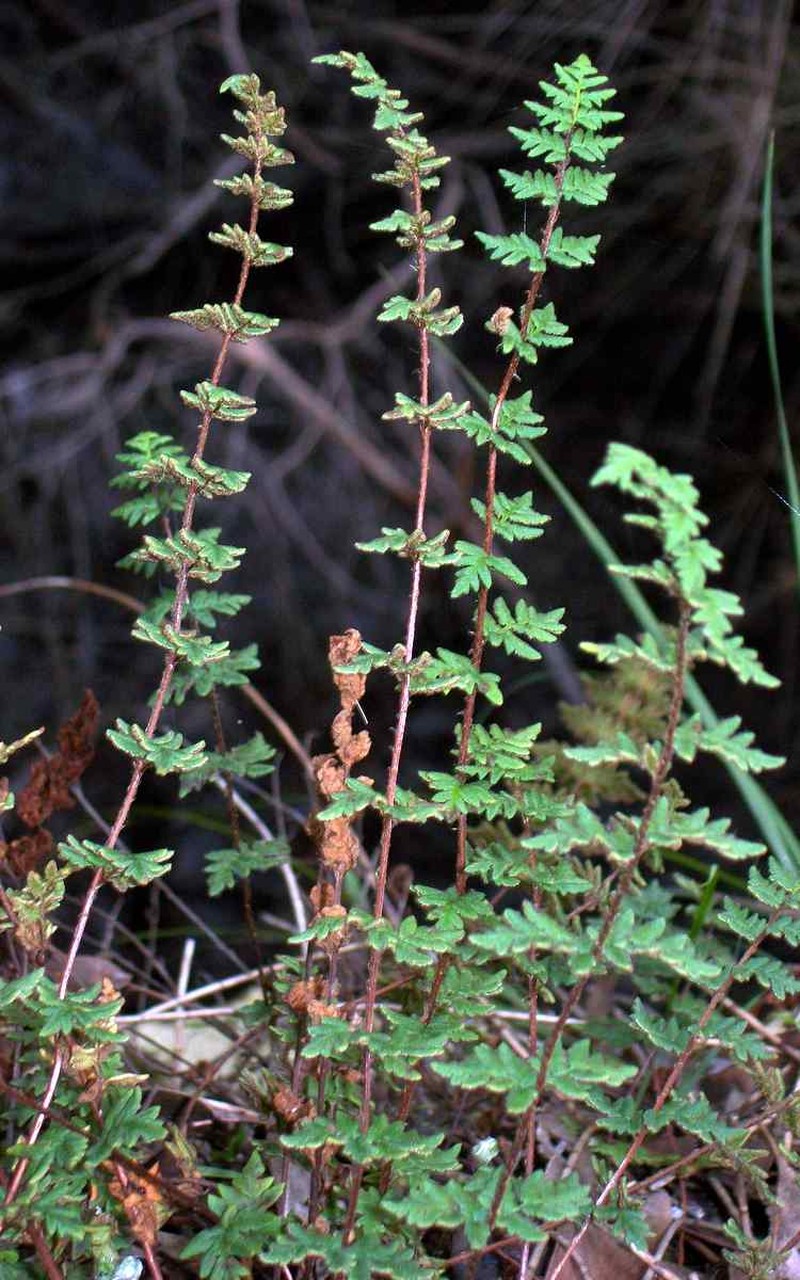 Hemionitis sieberi