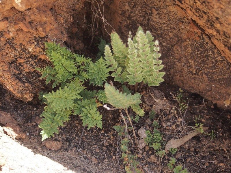 Hemionitis sieberi photo 2
