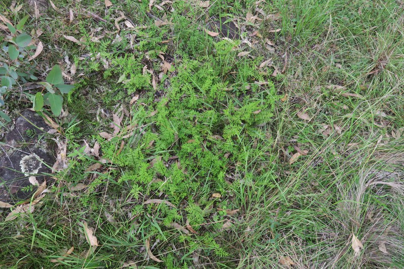 Hemionitis sieberi photo 3