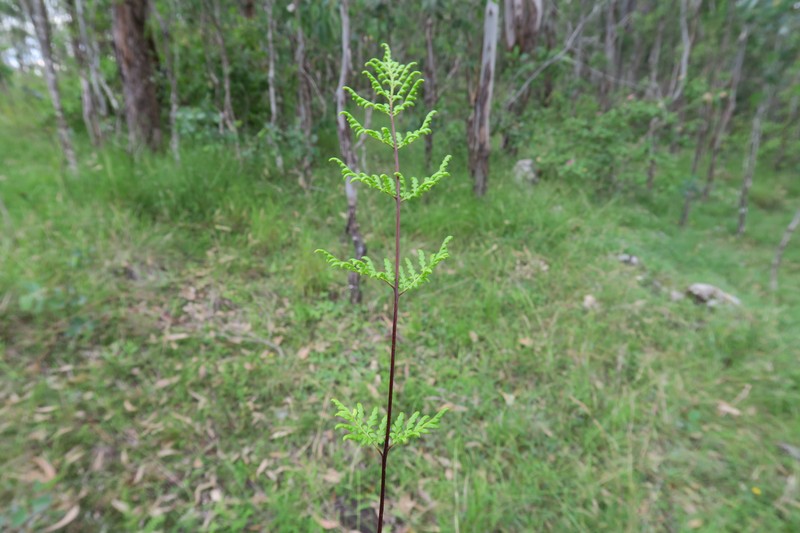 Hemionitis sieberi photo 4