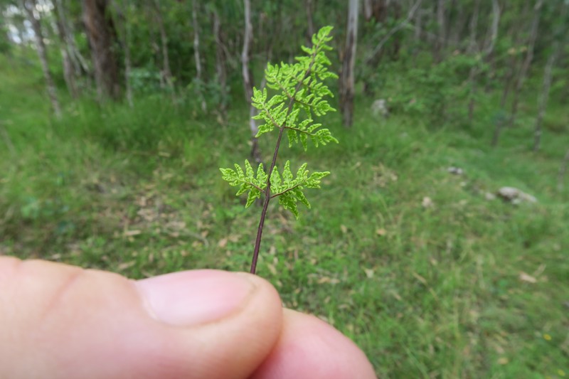 Hemionitis sieberi photo 5
