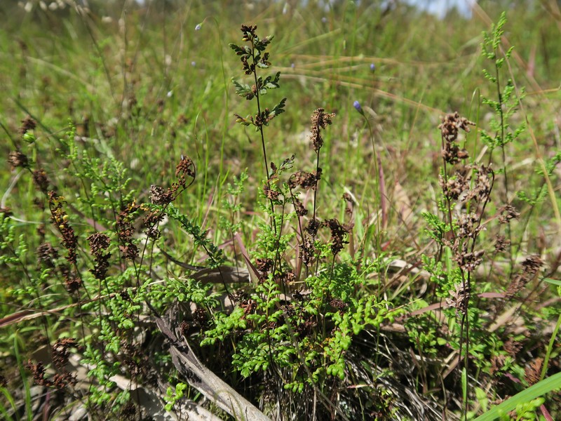 Hemionitis sieberi photo 6