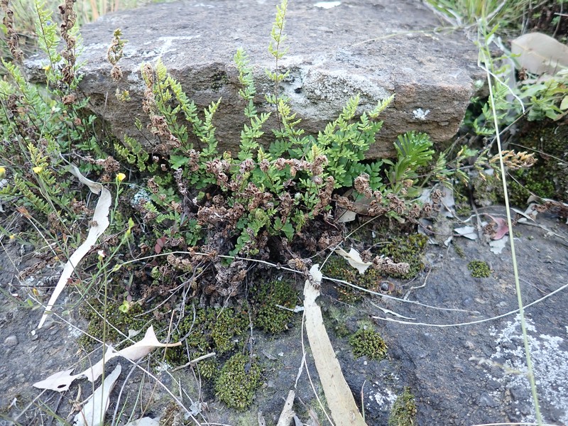 Hemionitis sieberi photo 7