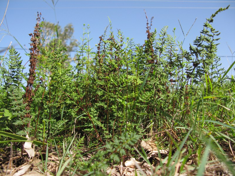 Hemionitis sieberi photo 8