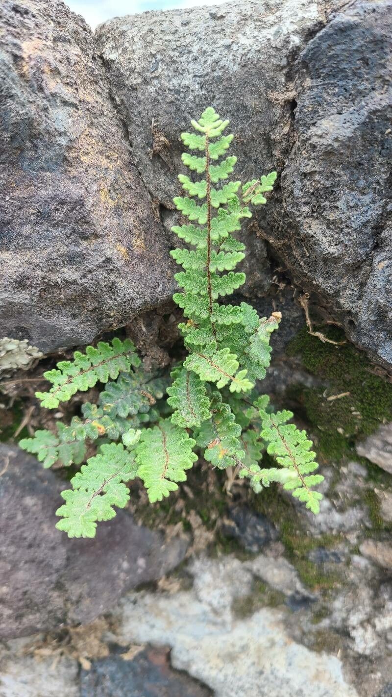 Wavy Scaly Cloakfern
