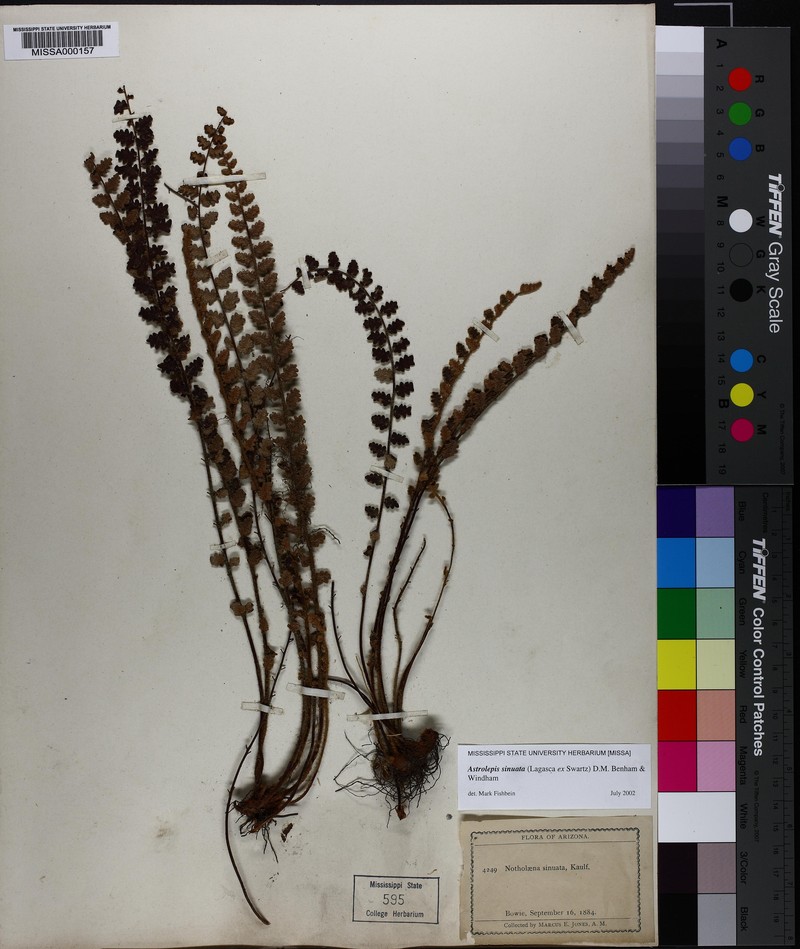Wavy Scaly Cloakfern photo 2