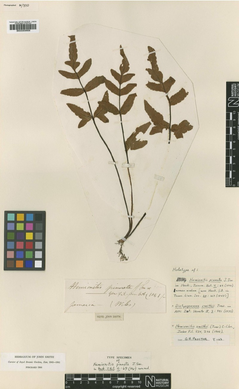 Hemionitis smithii