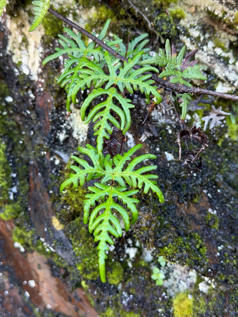 Hemionitis subargentea