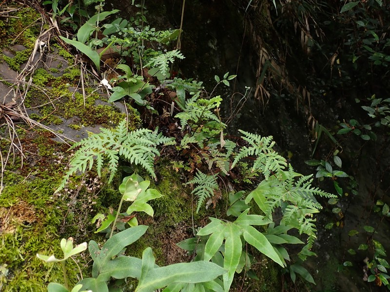 Hemionitis subargentea photo 2