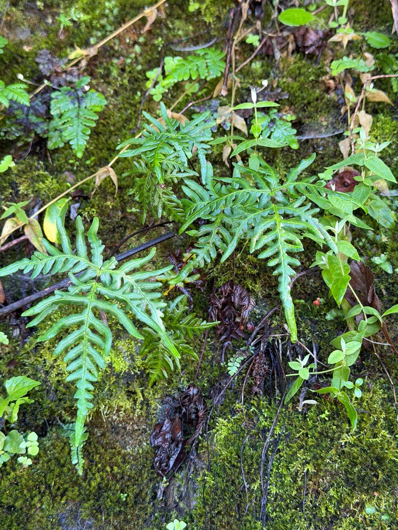 Hemionitis subargentea photo 3