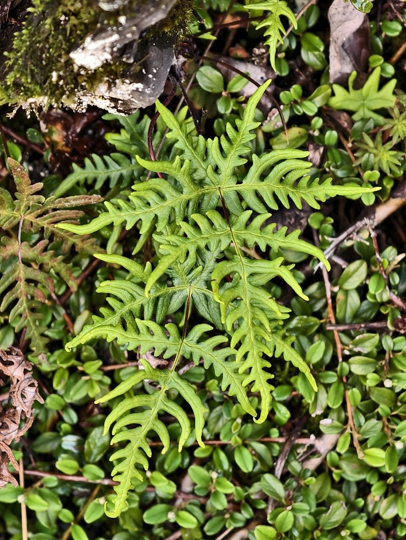 Hemionitis subargentea photo 4