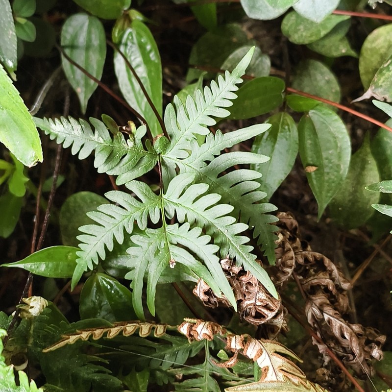 Hemionitis subargentea photo 5