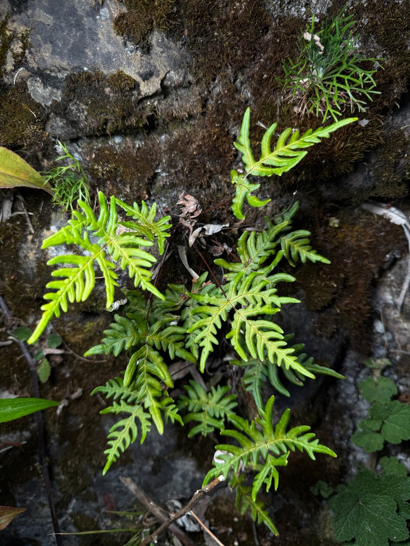Hemionitis subargentea photo 6