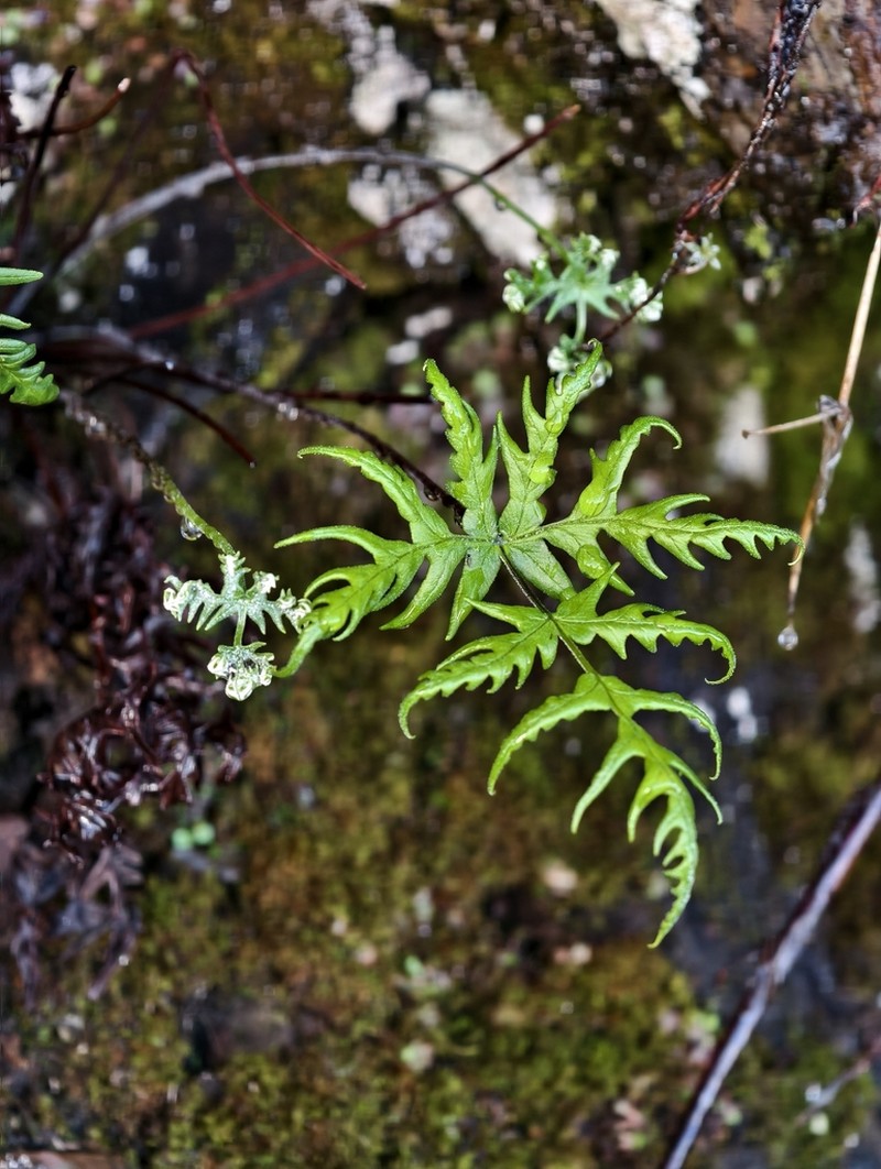 Hemionitis subargentea photo 7