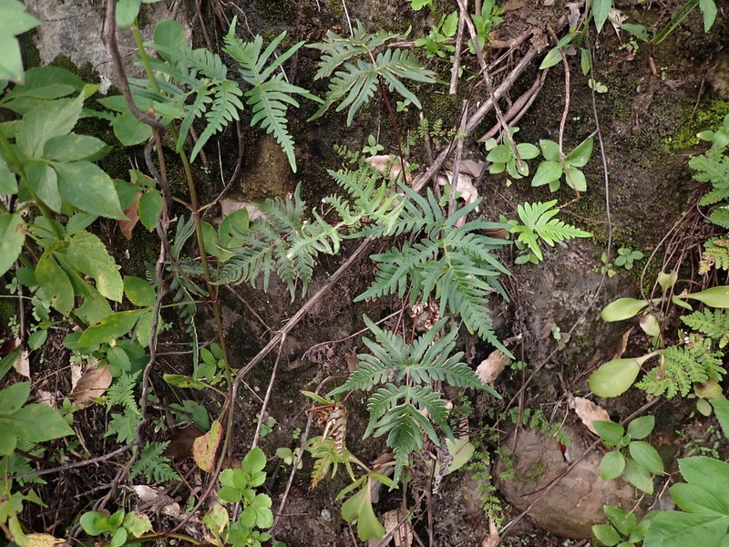 Hemionitis subargentea photo 8