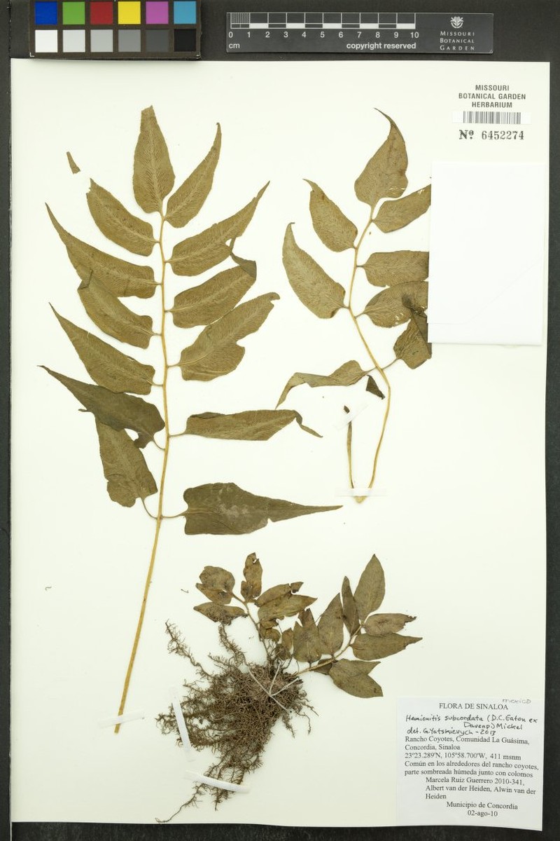 Hemionitis subcordata
