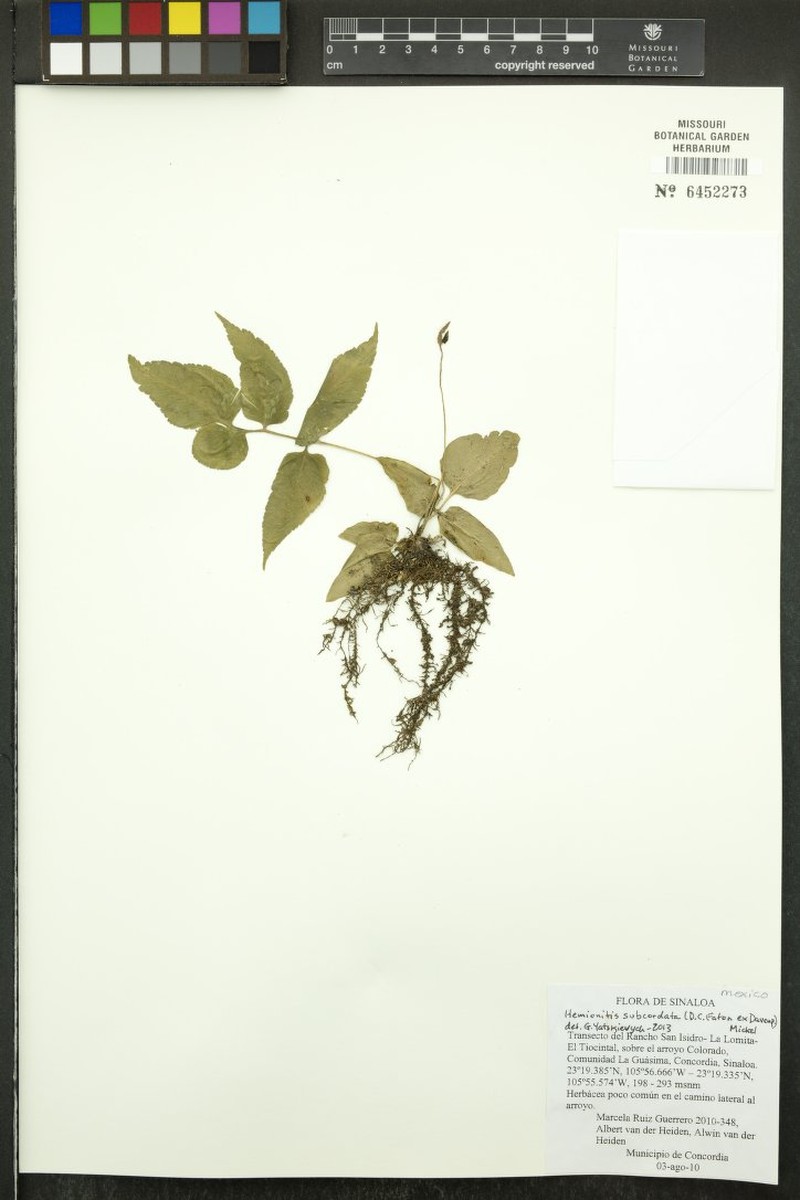 Hemionitis subcordata photo 2