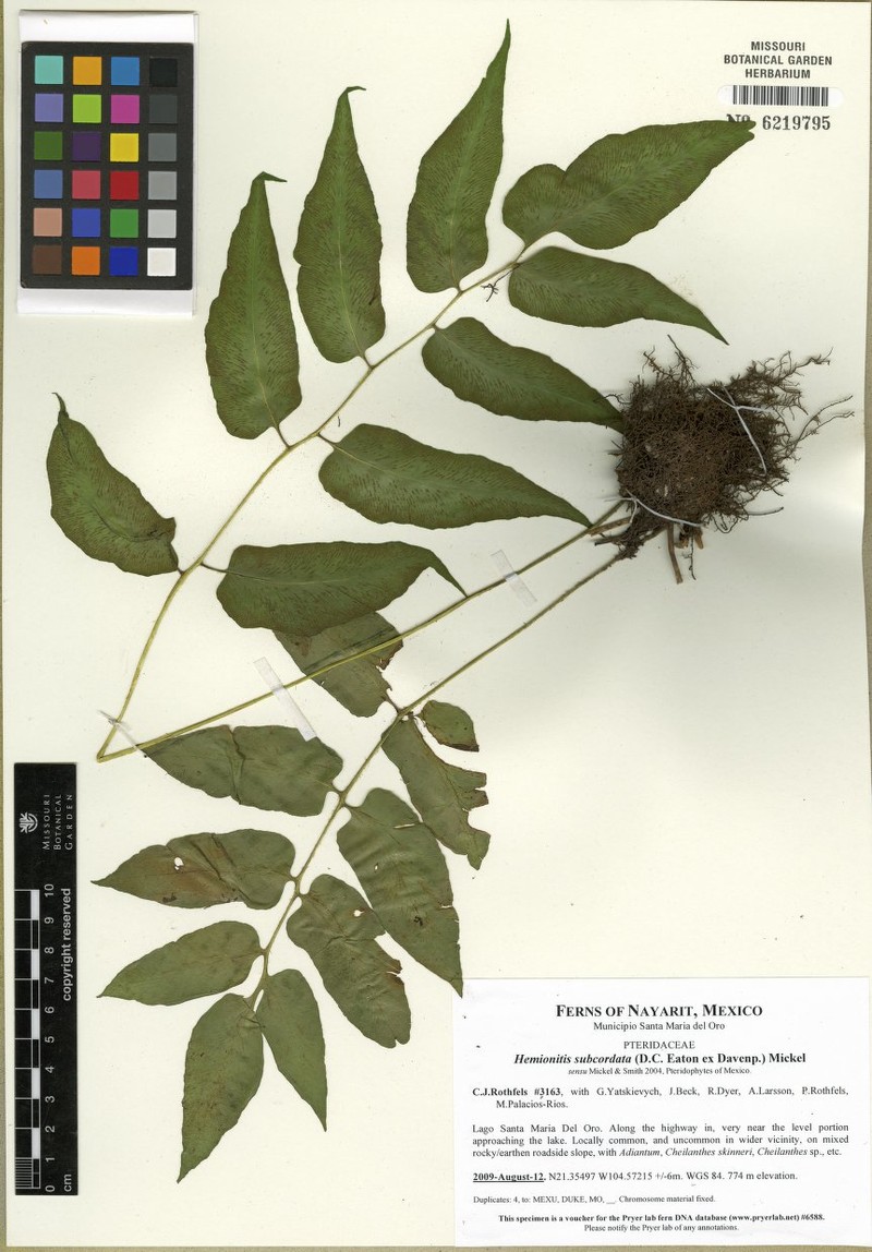 Hemionitis subcordata photo 3