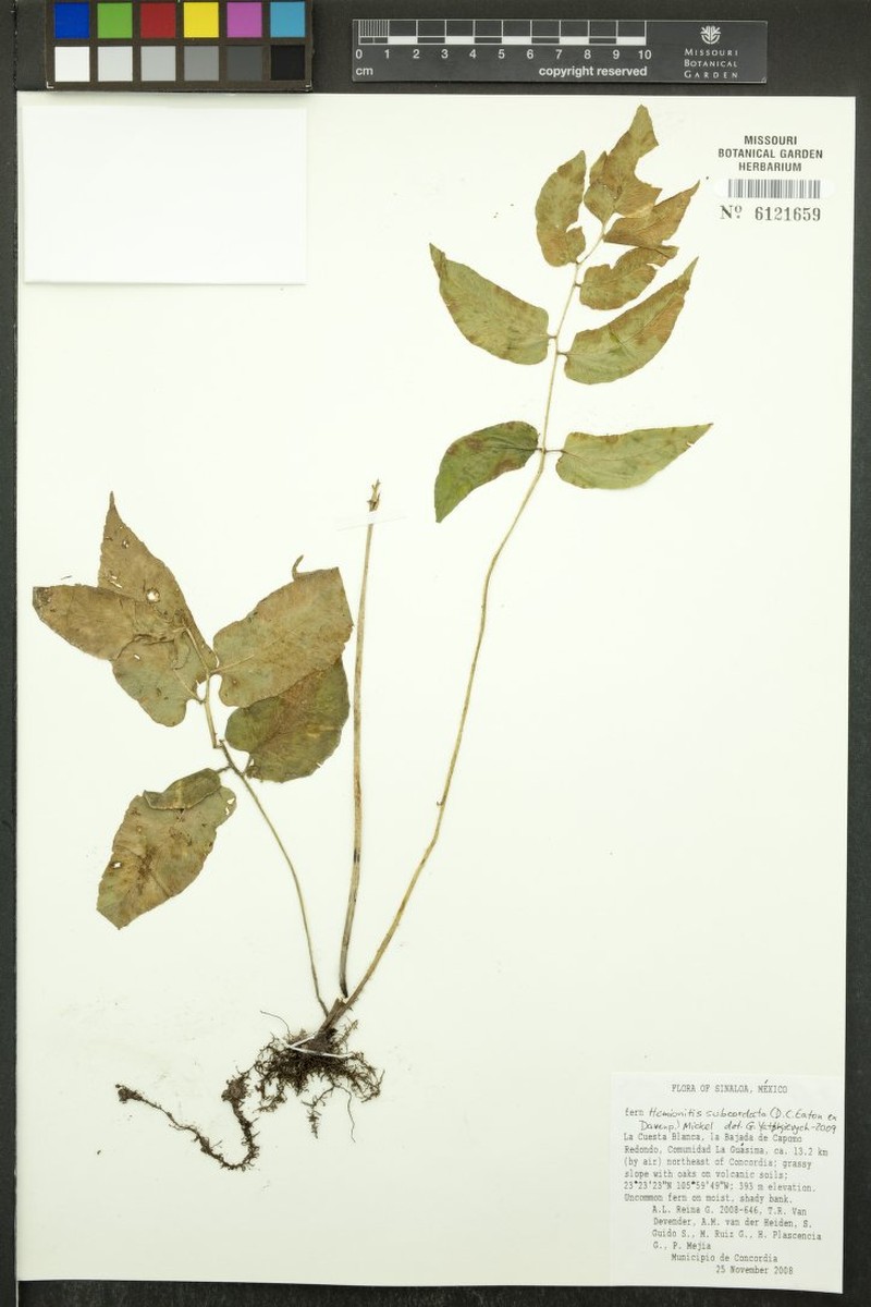 Hemionitis subcordata photo 4