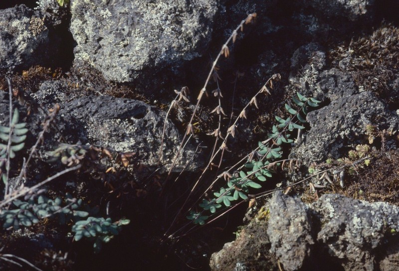Trans-Pecos Cliffbrake photo 2