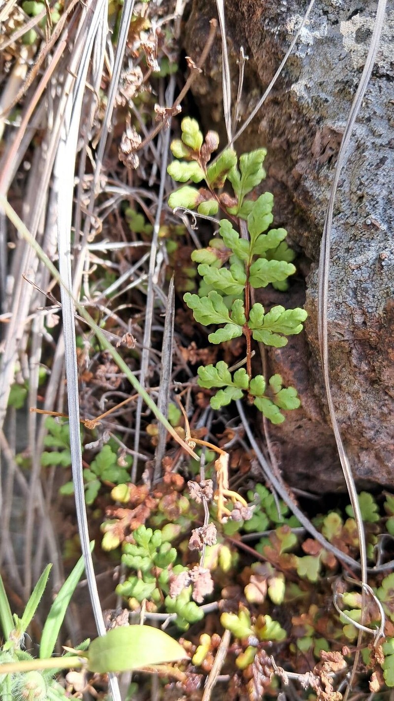 Hemionitis tinaei