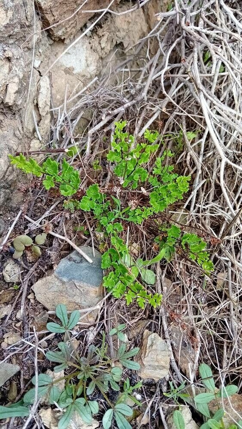 Hemionitis tinaei photo 2