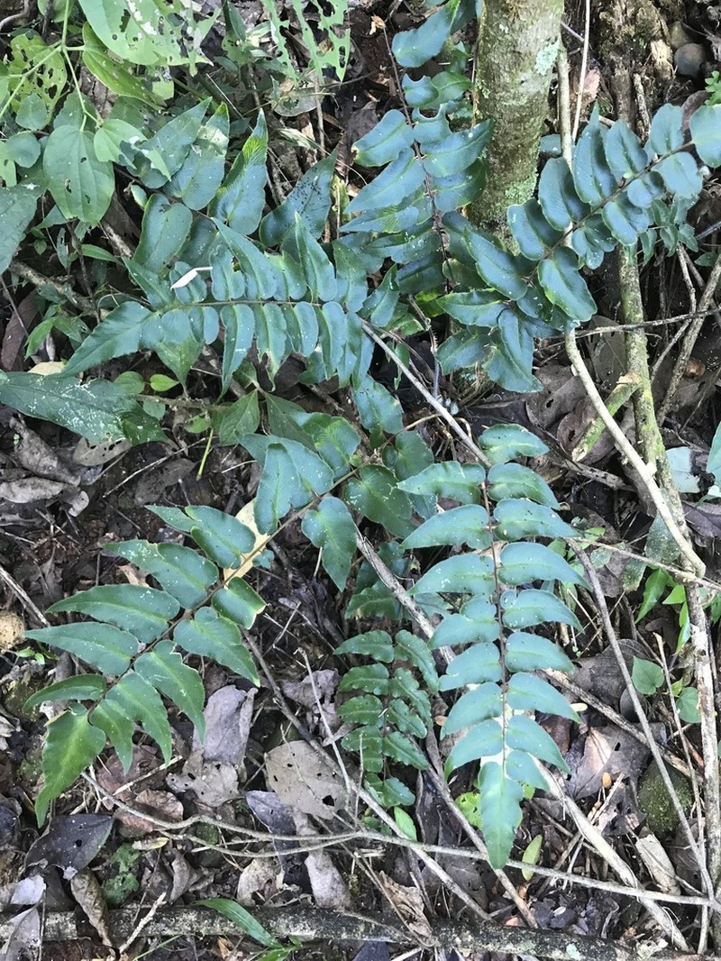 Hemionitis tomentosa