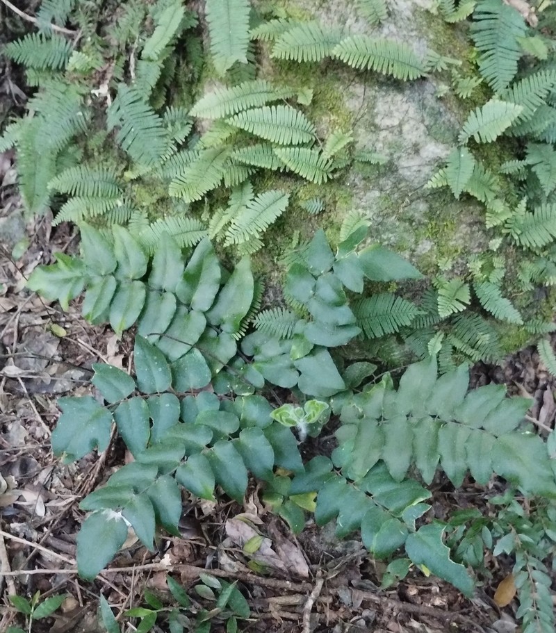 Hemionitis tomentosa photo 2