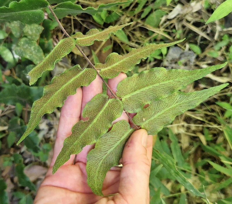 Hemionitis tomentosa photo 3
