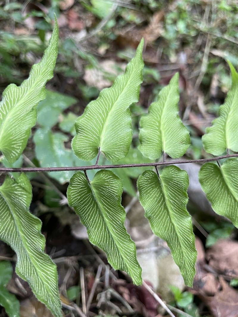 Hemionitis tomentosa photo 4