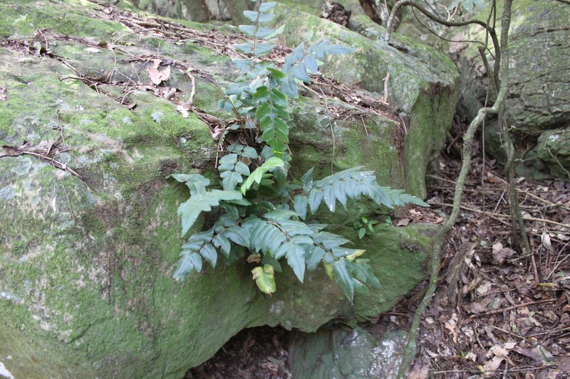 Hemionitis tomentosa photo 5