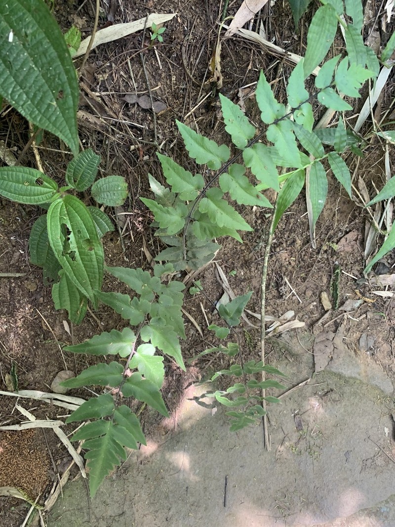 Hemionitis tomentosa photo 6