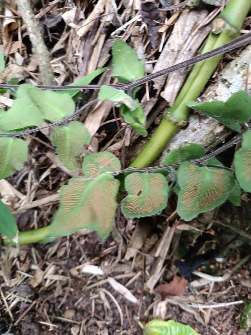 Hemionitis tomentosa photo 7
