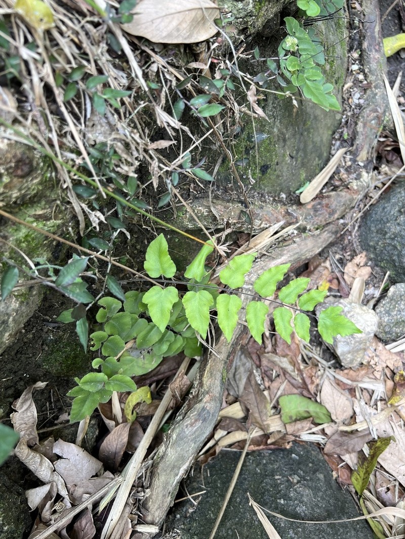 Hemionitis tomentosa photo 8